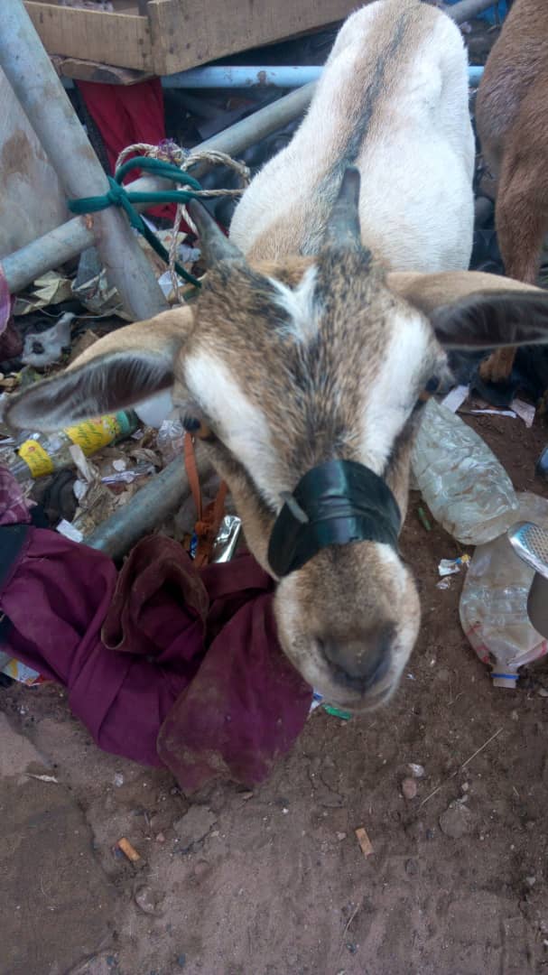 3 Goat Thieves Who Tape Mouth of the Animal When Stealing it Are Arrested