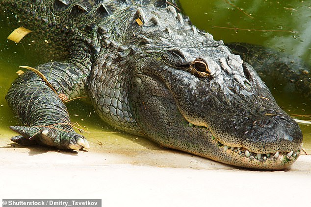 Fisherman is killed by crocodile that bites off his penis in Zimbabwe