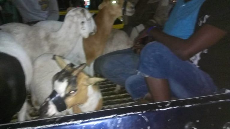 Kanifing Court Convicts Goat Thieves