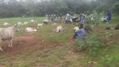 URR cattle owner seeks justice after 15 of his cows are found dead at ranch