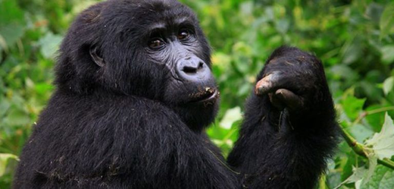 Scientists find how deadly malaria parasite jumped from gorillas to humans