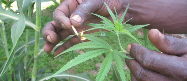 Cannabis is not good for your heart, studies say
