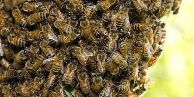 NPP official says he believes someone might have provoked the bees by throwing ‘something’ at them