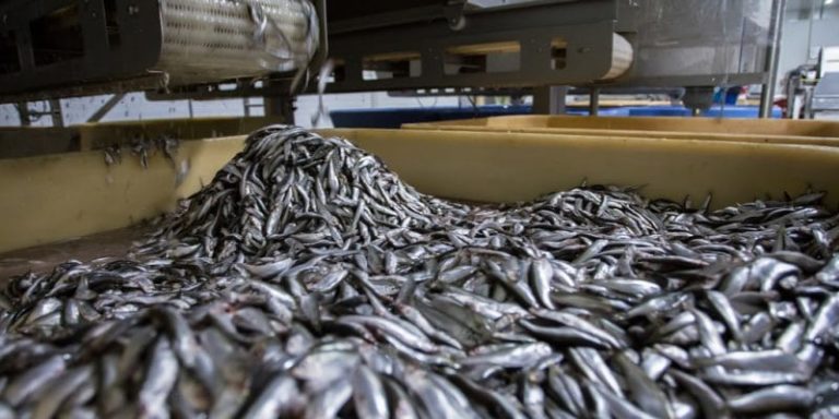 The factories turning West Africa’s fish into powder