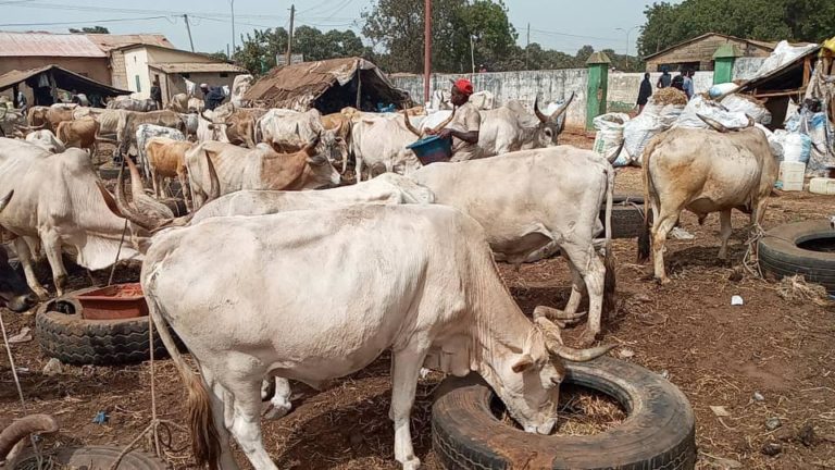 Laylatul Qadr: GACH boss Abubakary Jawara gives 13 cows to mosques across the country