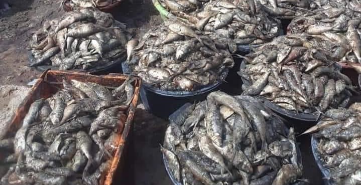 ‘He gave us false information’: MP Touma Njai tears into fisheries minister and house accepts her plea for the minister to appear in parliament and explain state of nation’s coastline