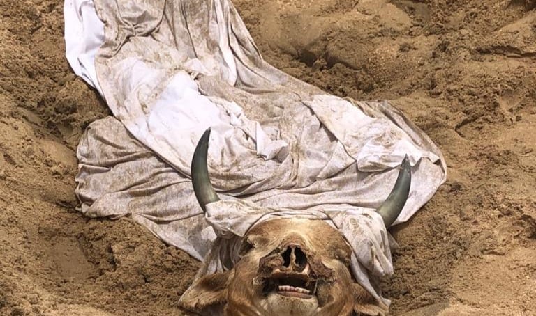 Fetish! Cow head wrapped in white cloth retrieved from ‘beach’ as NPP man warns of danger
