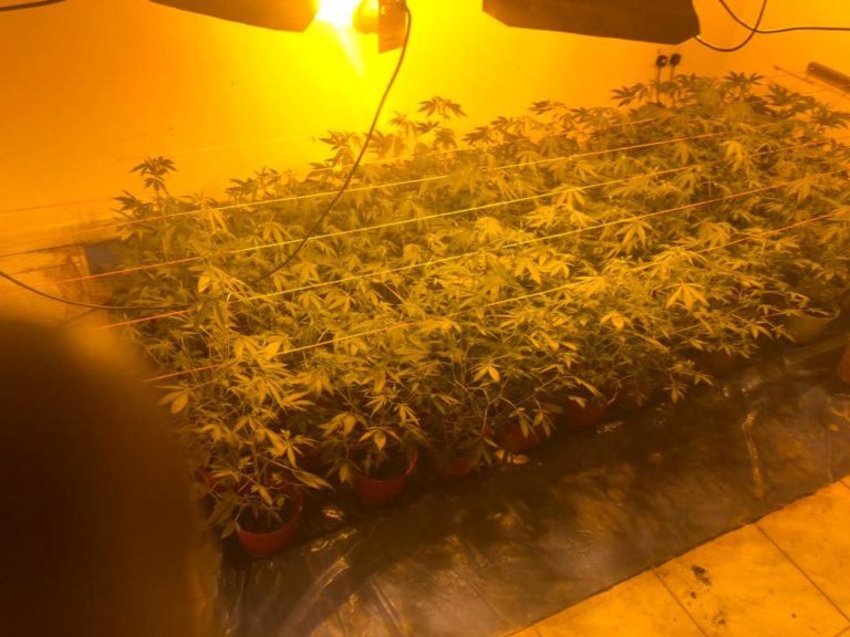 British national arrested at restaurant after DLEAG agents busted his secret cannabis farm in Brusubi
