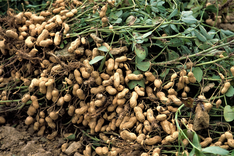 The Impact of COVID-19 on Small Scale Farmers in Gambia and Sierra Leone
