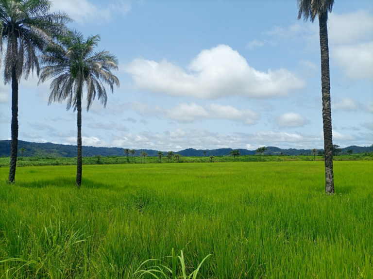 Food Security in the Face of COVID-19
