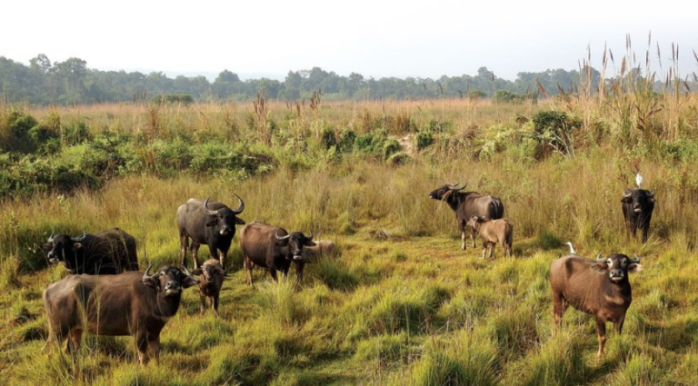 Buffalos from Guinea Invade Farms in Sierra Leone