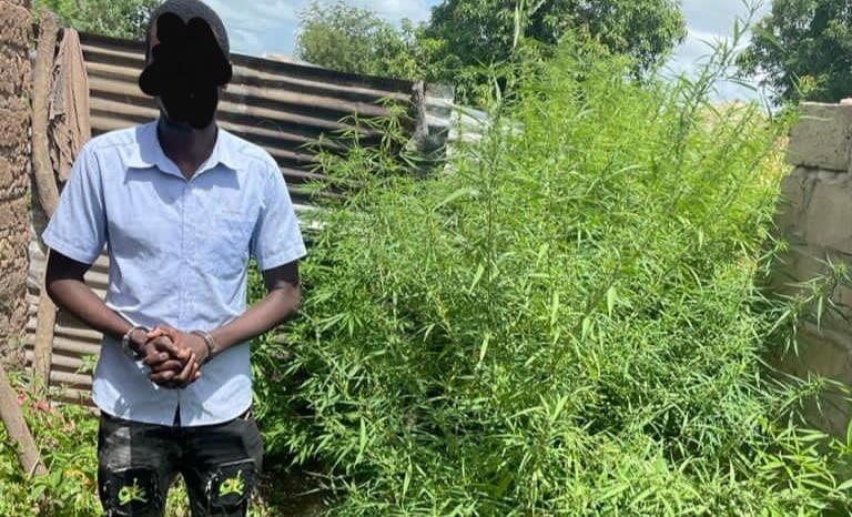 Another alleged cannabis farmer arrested