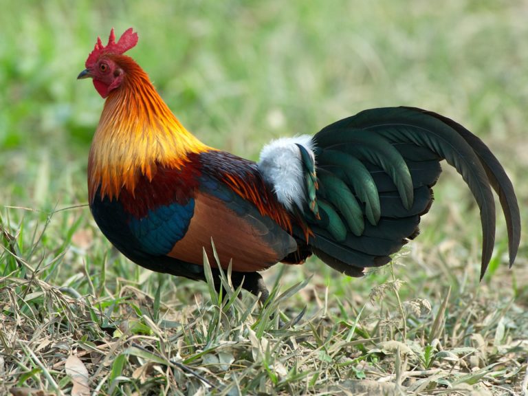 Police arrest alleged chicken thieves