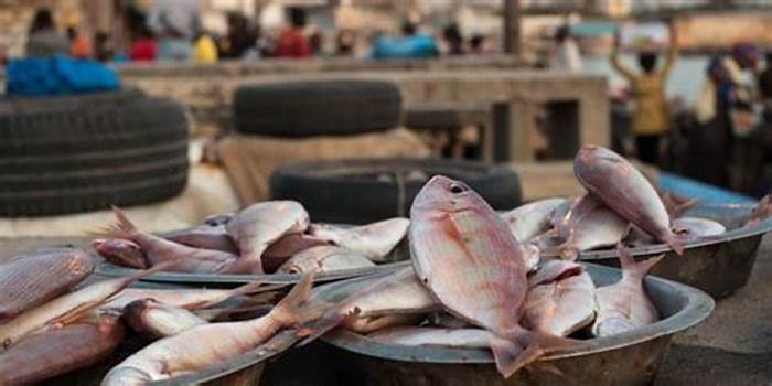 Fish Scarcity: Fishermen Call for Government Support