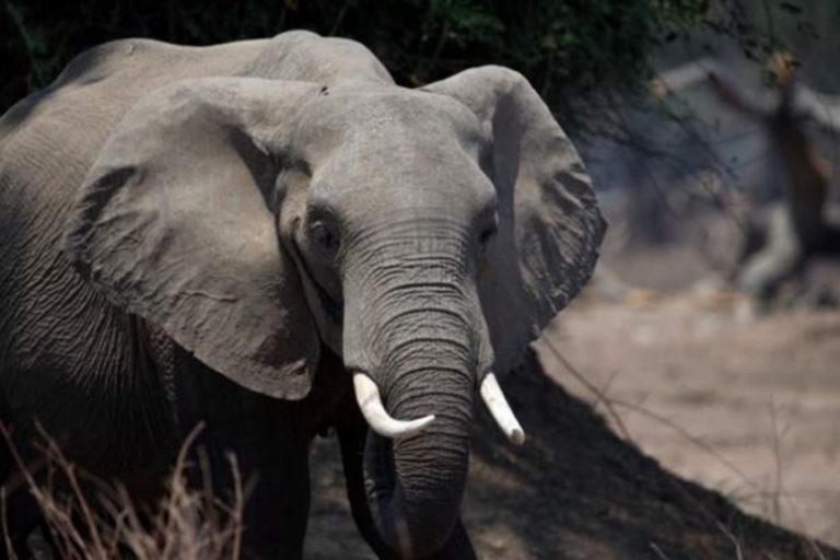 Elephant Kills Mother and Baby in Zimbabwe