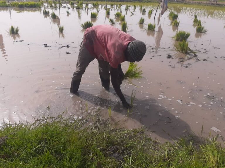 RESISTING THE LURE OF EUROPE: Mbye Calls Off ‘Backway’ Dream to Feed Family Through Rice Cultivation