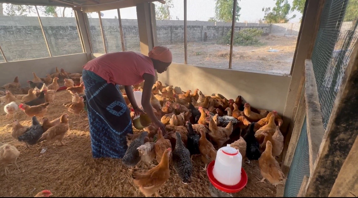 Poultry Farmer Amie Mbowe Encourages Women To Do Poultry Farming, Calls ...