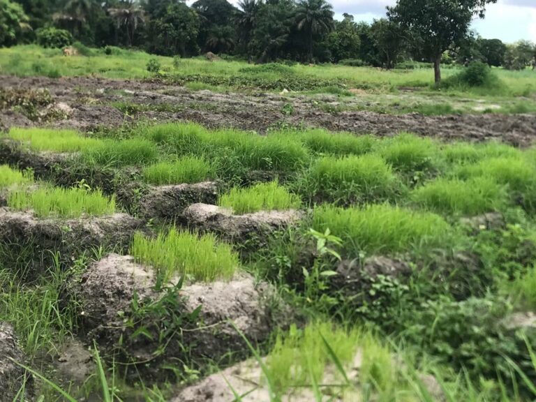 Gardeners in Lamin Subutu and Daranka Faro in Critical Need of Proper Garden Fences and Surface Barriers to Prevent Salt Water Intrusion