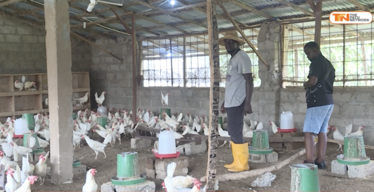 From 300 Chicks to 1,200: How Ousman Touray is Transforming The Gambia’s Poultry Industry Despite Import Challenges