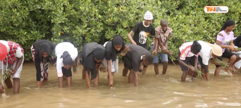 Child Care Gambia and Partners Launch Major Mangrove Restoration Effort, Planting 15,000 Trees in Bakau Tanbi Wetlands