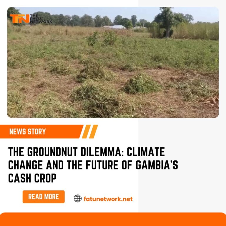 The Groundnut Dilemma: Climate Change and the Future of Gambia’s Cash Crop