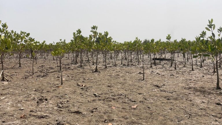 Gambia Mangrove Redd+ Project Suspended as Environment Ministry Allegedly Threatens Takeover