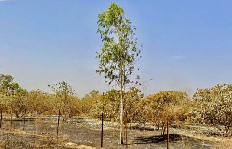 Over 1,000 Cashew Trees Destroyed as Fire Guts Deputy Government Spokesperson’s Farm in URR