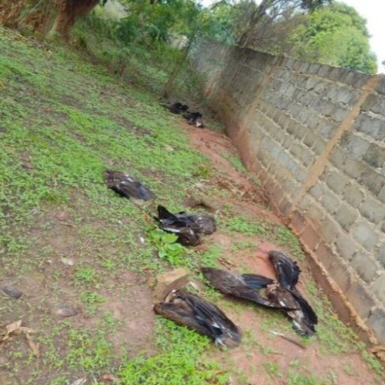 Pattern of Vulture Deaths Emerges as Headless Birds Discovered in Bonto Kuta Village (WCR)