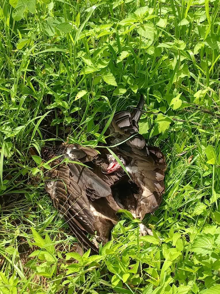 Two Arrested in Bwiam with Vulture Heads, Police and Conservationists Confirm
