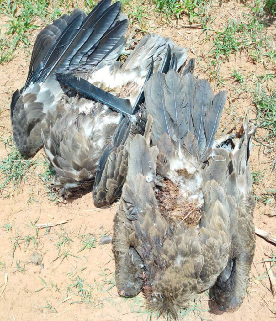 Breaking News: Another Vulture Massacre in Nianija as National Wildlife Crisis Grows